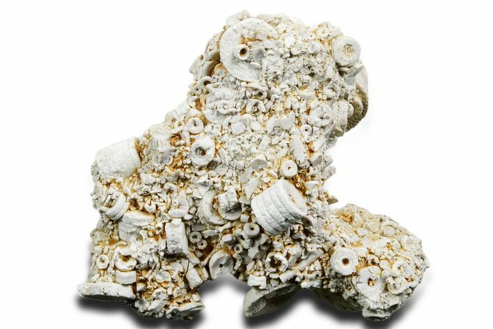 Mississippian Fossil Crinoid Stem Cluster - Kentucky #358727